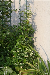 2164477b-IMG_7609  pandorea i jasmin.jpg